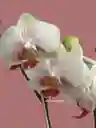 Orquídea 2v Mediana Blanca Centro Fuc-incluye Matera