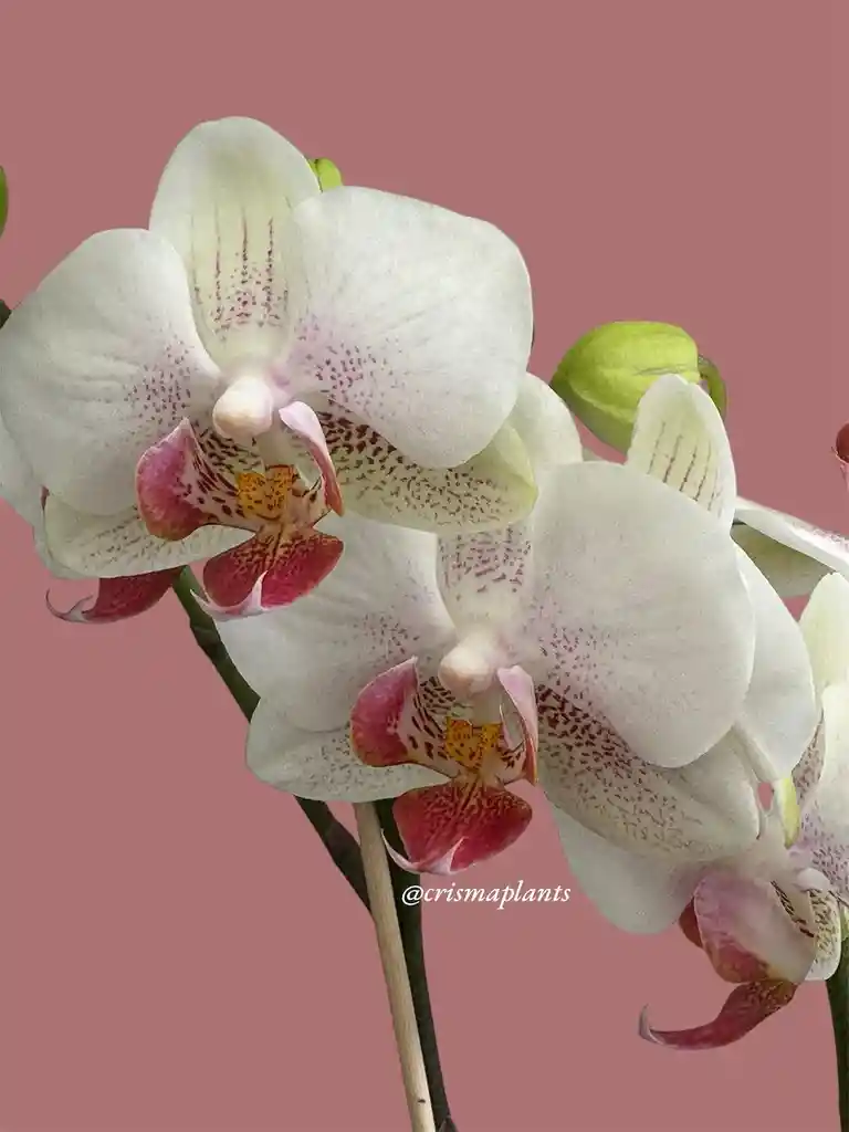 Orquídea 2v Mediana Blanca Centro Fuc-incluye Matera