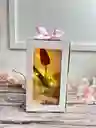Caja De Luz Con Tulipan Eterno
