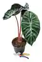 Alocasia Pink Dragon