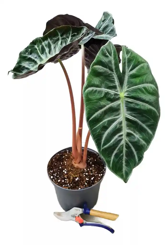 Alocasia Pink Dragon
