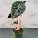 Alocasia Pink Dragon