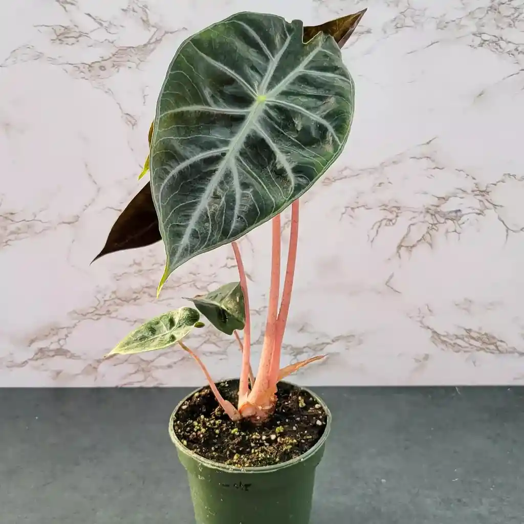 Alocasia Pink Dragon