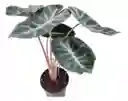 Alocasia Pink Dragon
