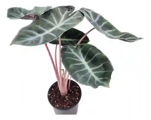 Alocasia Pink Dragon
