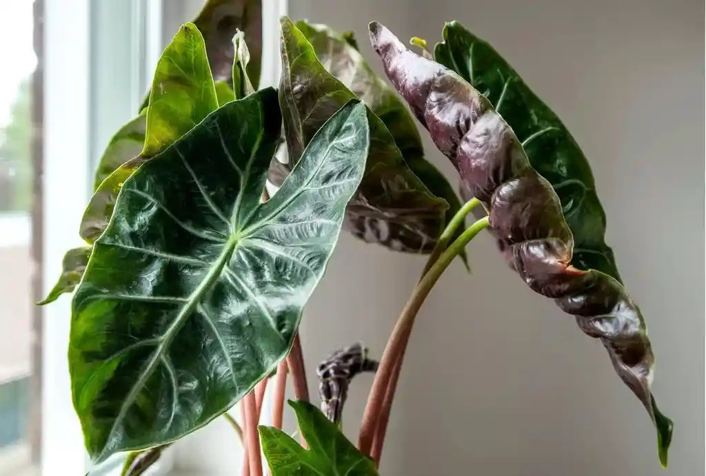 Alocasia Pink Dragon