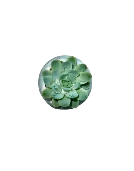Suculenta Esfera