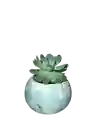 Suculenta Esfera