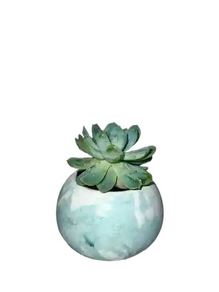 Suculenta Esfera