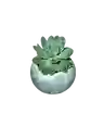 Suculenta Esfera