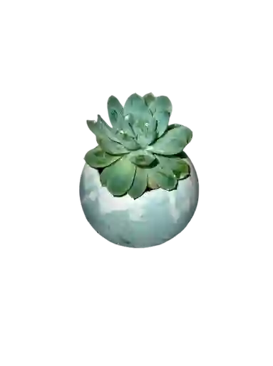 Suculenta Esfera