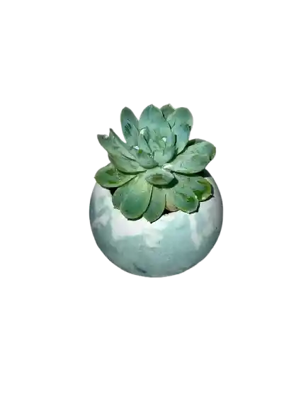 Suculenta Esfera