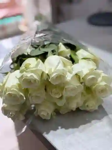 Rosa Blanca De Exportacion