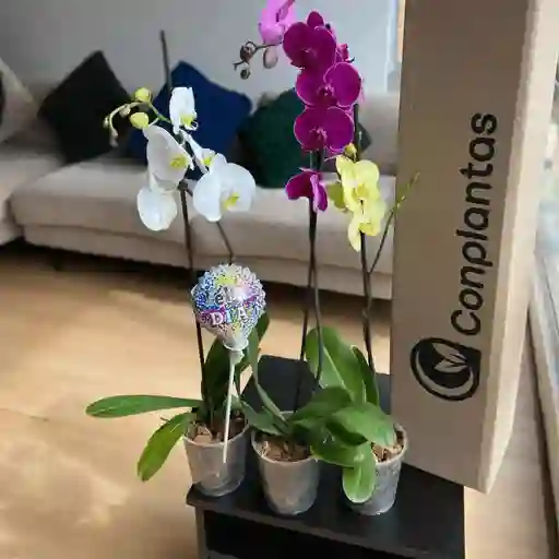 Pack X3 Flores Día De La Mujer