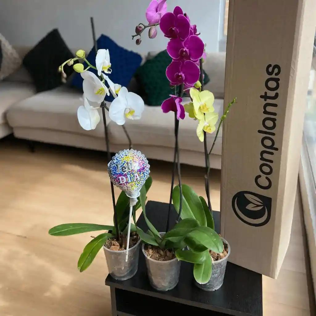 Pack X3 Flores Día De La Mujer