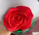 Feliz Día Solitario Rosa Roja Con Chocolate De Animalito