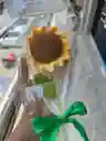 Girasol Eterno