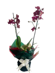 Orquídea Premium De 2 Espigas
