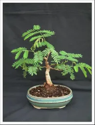 Bonsái De Acacia - Especie Exótica