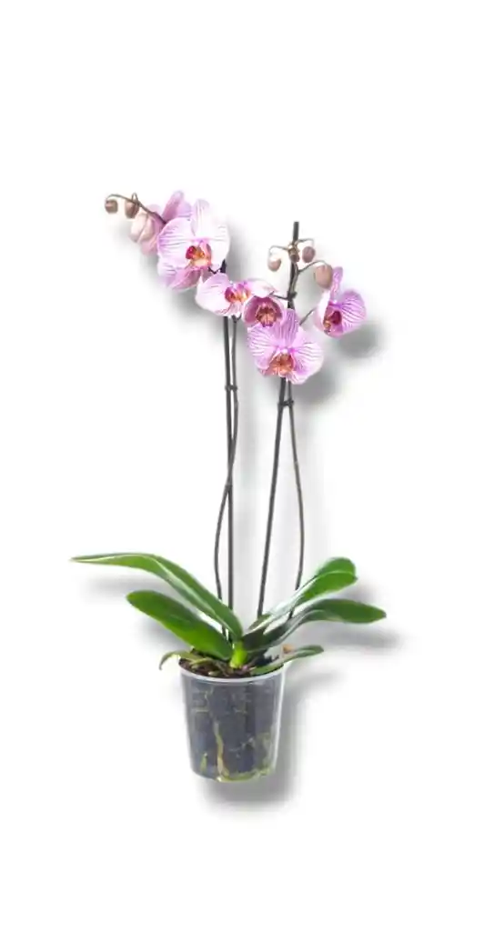 Mata De Orquídea Phalaenopsis