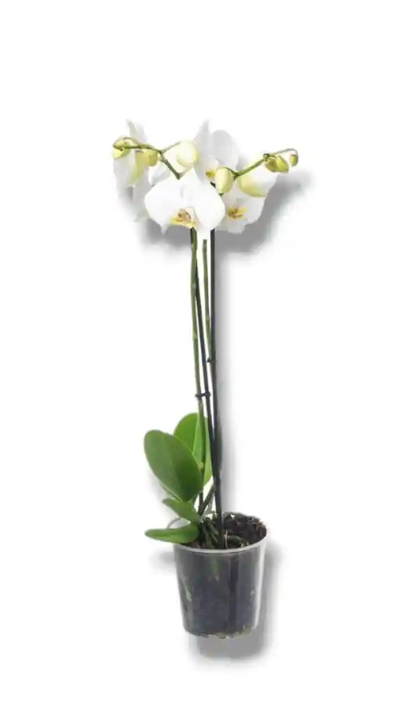 Mata De Orquídea Phalaenopsis