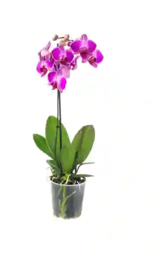 Mata De Orquídea Phalaenopsis