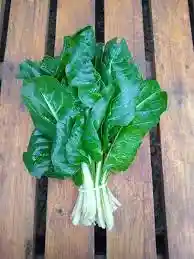 Acelga