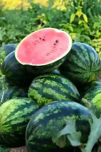 Sandia