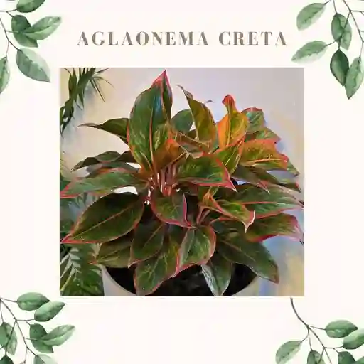 Aglaonema Creta