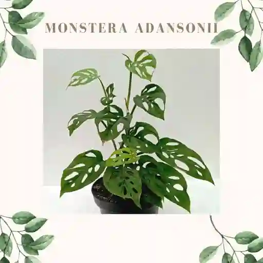 Monstera Adansonii