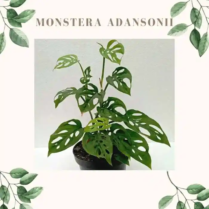 Monstera Adansonii