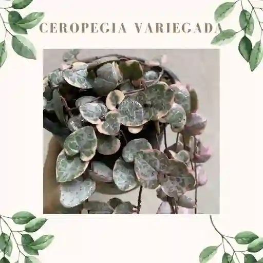 Ceropegia Woodii