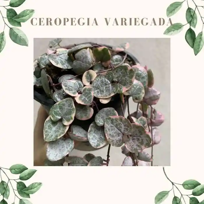 Ceropegia Woodii