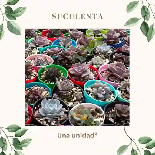 Suculenta Pequeña