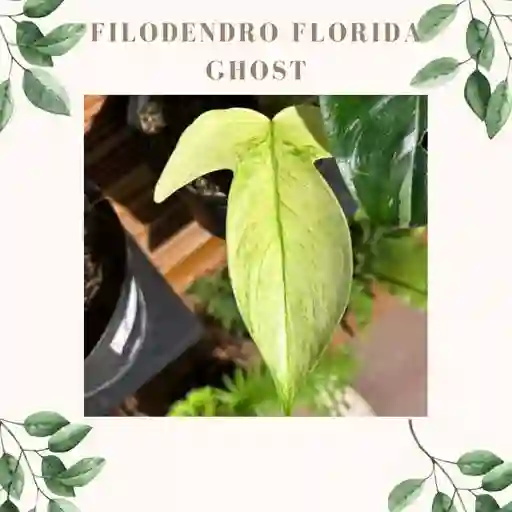 Filodendro Florida Ghost