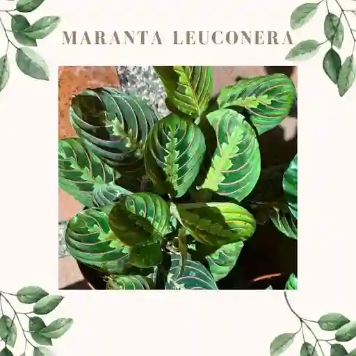 Maranta Leuconera