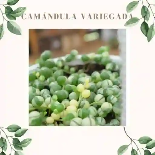 Camándula Variegada