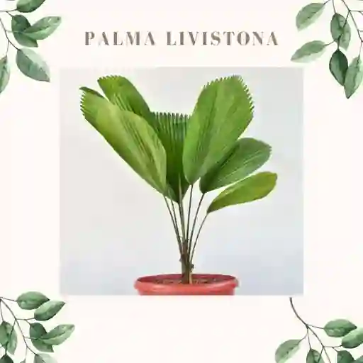 Palma Livistona
