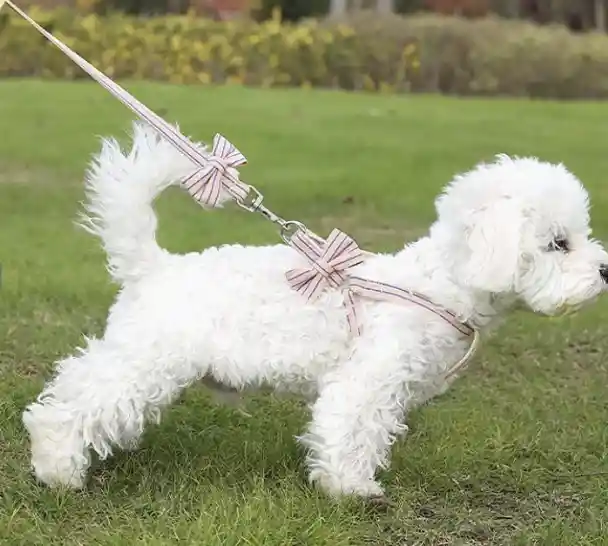 Arnés Con Trailla Moño Talla S