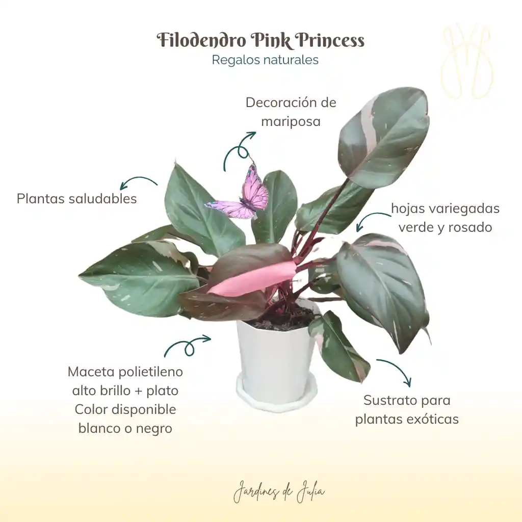 Filodendro Pink Princess