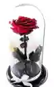Rosa Preservada