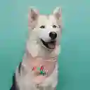 Pañoleta Para Perro Talla M Feliz Año Navidad 2024