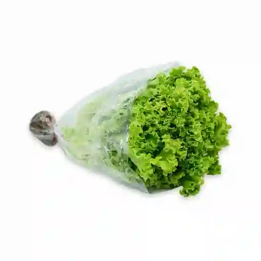 Lechuga Crespa Verde