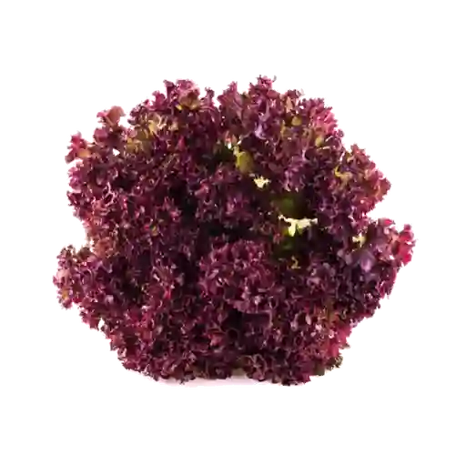 Lechuga Crespa Morada