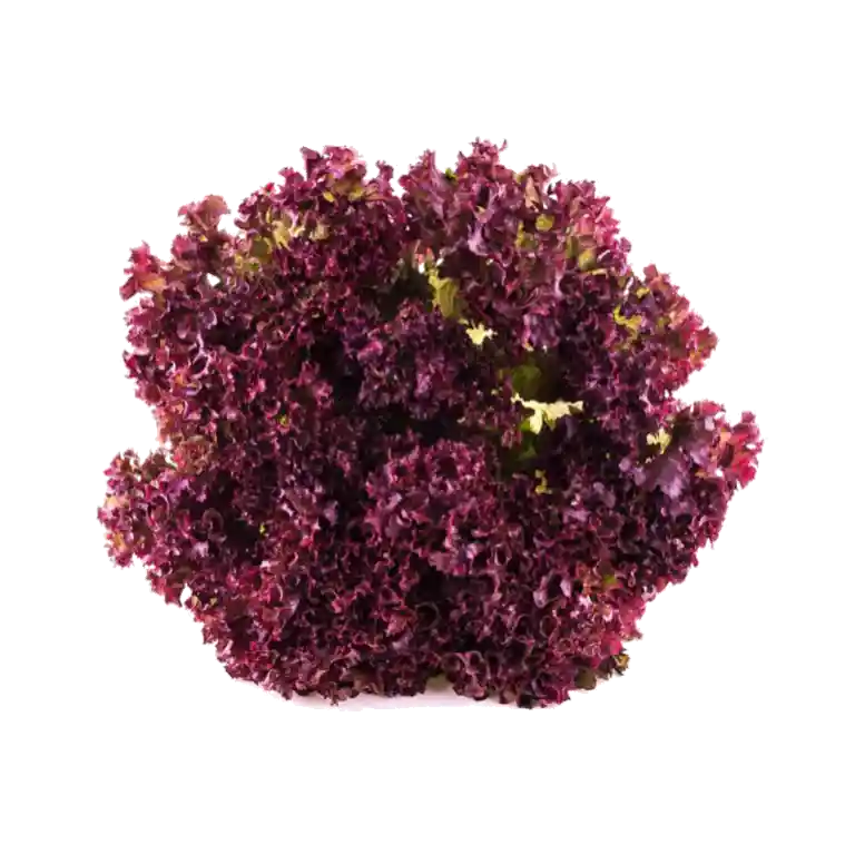 Lechuga Crespa Morada