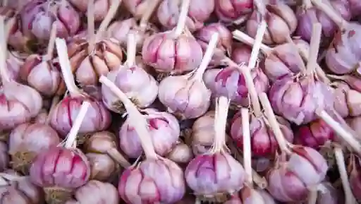 Ajo Criollo