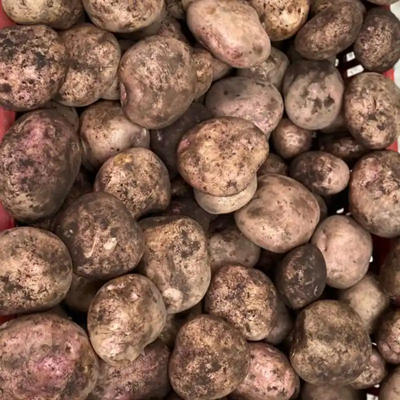Papa Pastusa 500gr