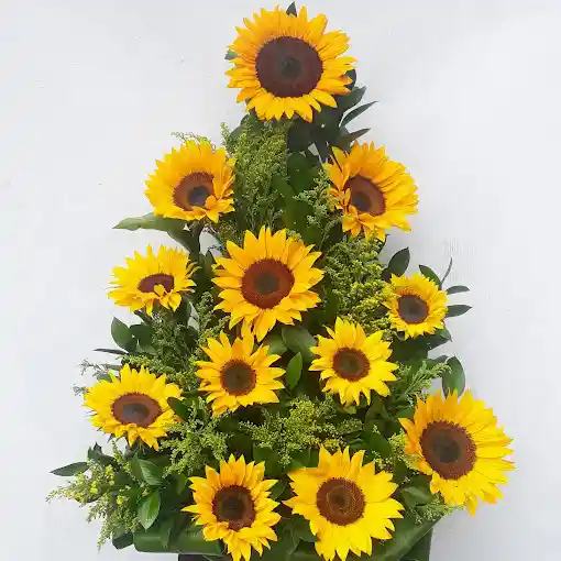 Girasol De La Felicidad