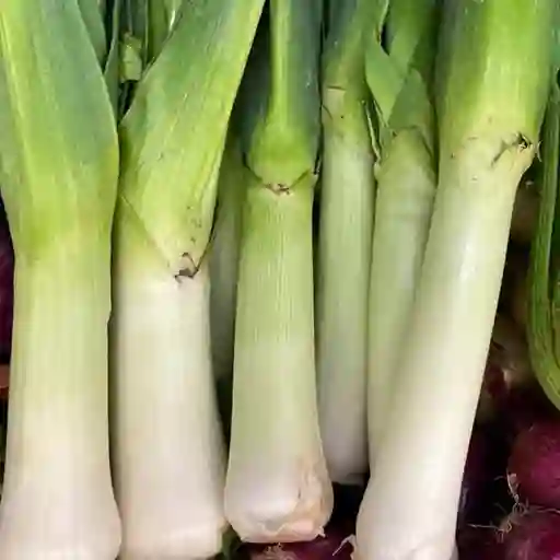 Cebolla Puerro