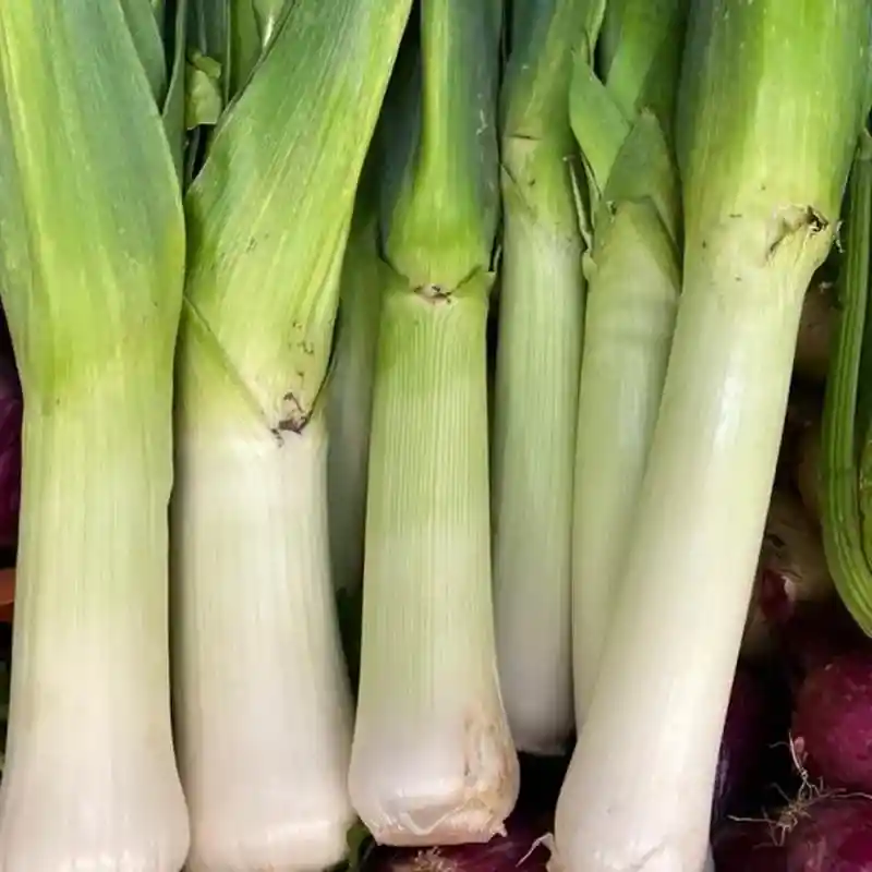 Cebolla Puerro